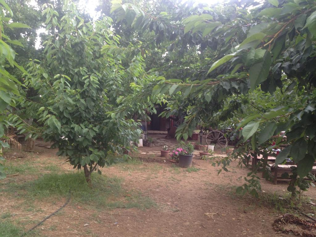 Maison d'hôtes Salkim Konak Ve Agac Evler à Selçuk Chambre photo