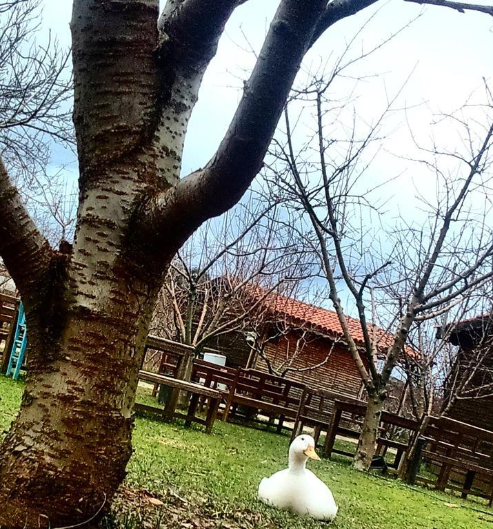 Maison d'hôtes Salkim Konak Ve Agac Evler à Selçuk Extérieur photo